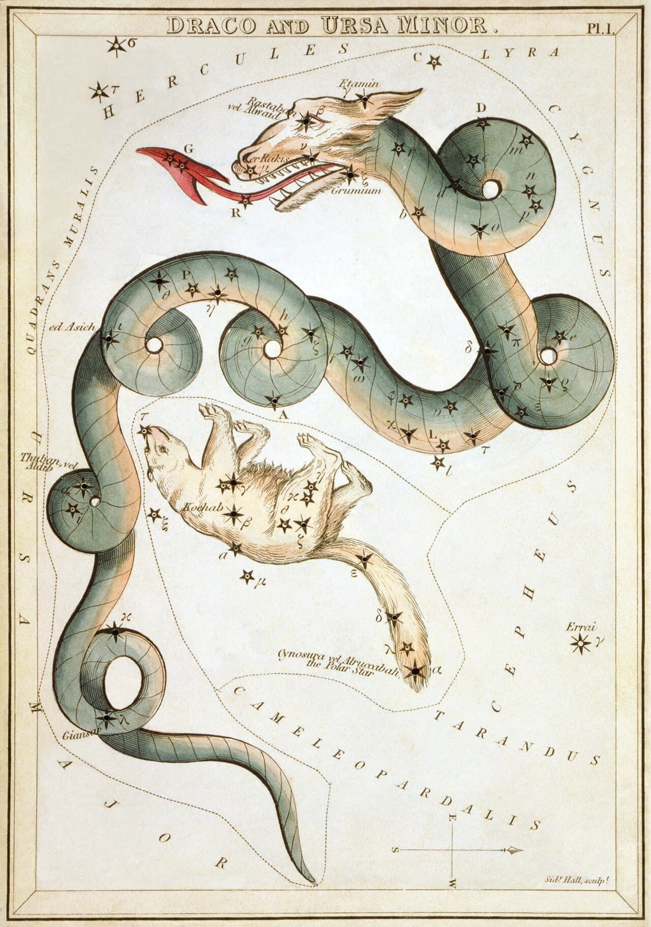 Ursa Minor & Draco — the Little Bear and the Dragon